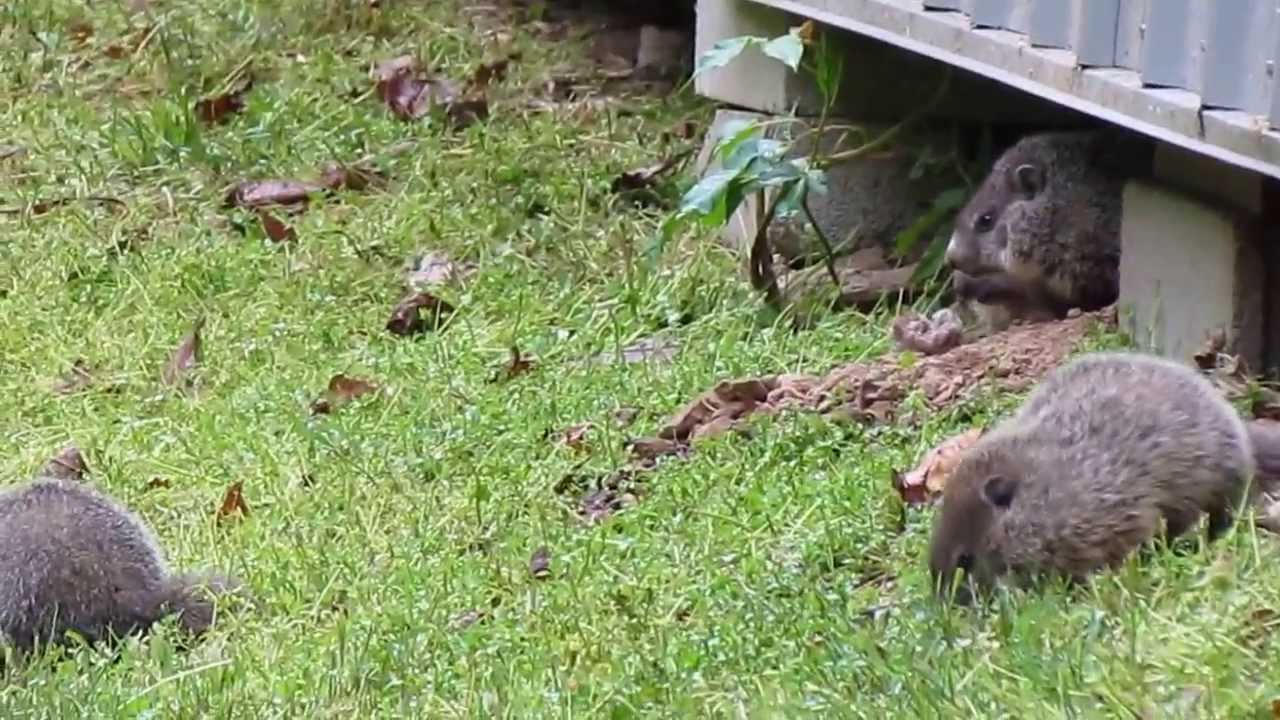 Baby Groundhogs that live under my shed. 5-6-2013 Tennessee - YouTube