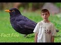 Blackbird Facts Quiz