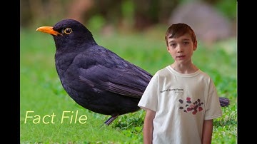 BlackBirds Fact File - Birds