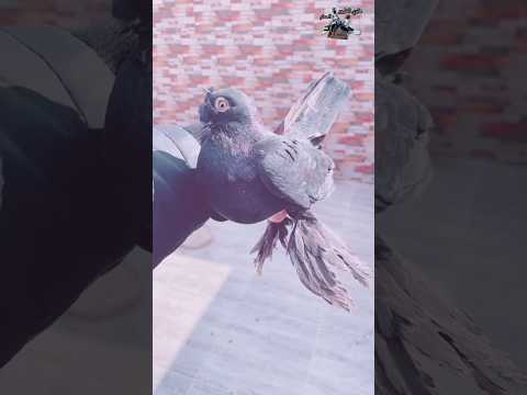 مكاوي اسود او مصلي اجمل نوع من انواع الحمام الزينه