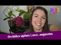 Augusztusi orchidea update | Lepkeorchidea- és tősarj virágzás, vízkultúra update és még sok más
