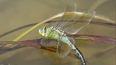 БИОСФЕРА: 178. Дозорщик Император (Anax imperator)