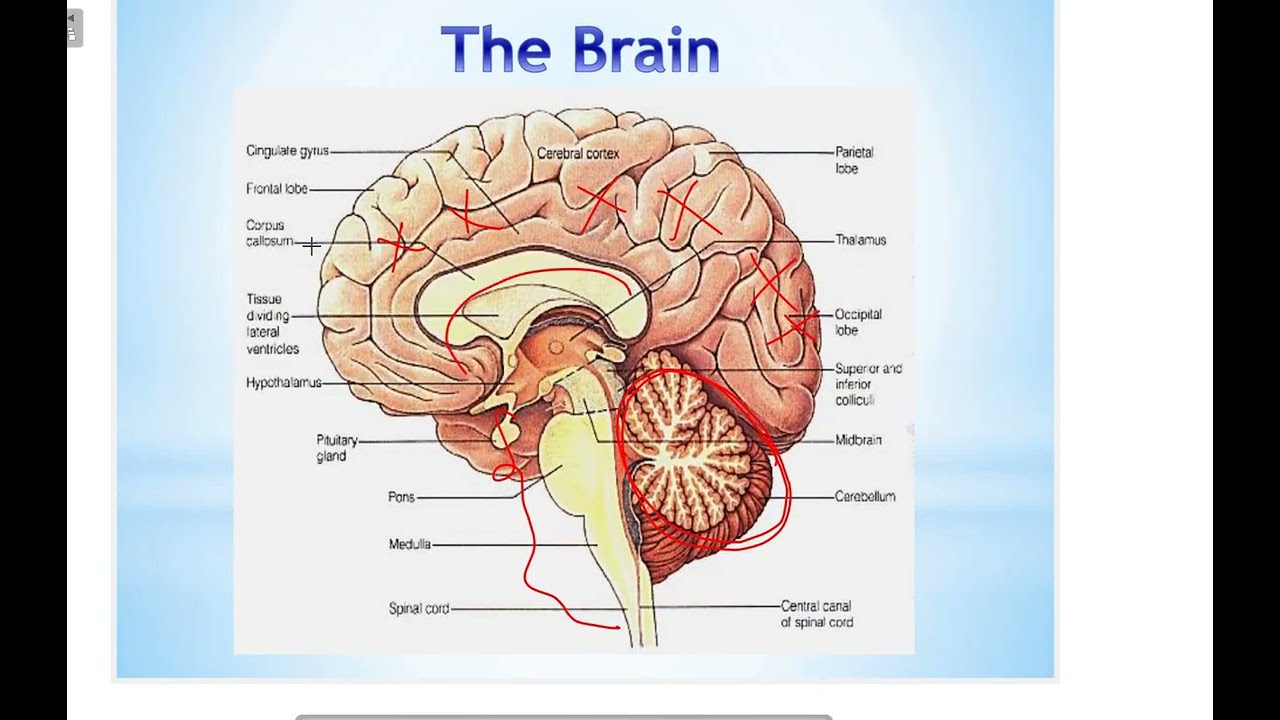 Introduction To Neuroanatomy (NINU) dr Mohamed Alzahy