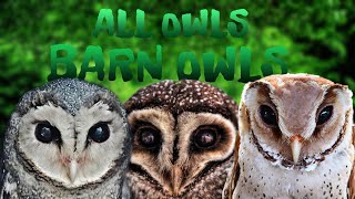 ALL OWLS EP 1: BARN OWLS | Tytonidae family