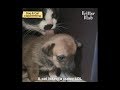 Dog And Cat Parent Their Puppies And Kittens Together | Kritter Klub
