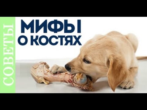 К чему приводит кормление костями. Мифы о костях.
