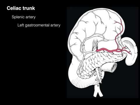 Celiac Trunk