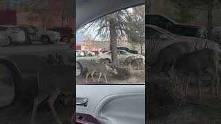 Gang of deer in Carson City Nevada