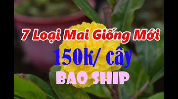Mai Giống Cúc thọ hương, Cúc 2 Tần, Cúc Hoàng Hậu, Cúc 4 long, Lá Ngọc Cành Vàng,... 25/06/2020