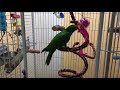 Mi loro Eclectus jugando a conseguir su pienso