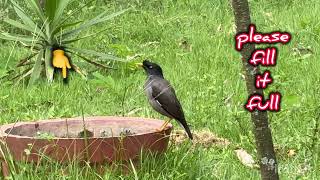 Jungle Myna drinking water from half filled Bowl #junglemyna #birdlovers#savebirds#birdsvideo screenshot 4