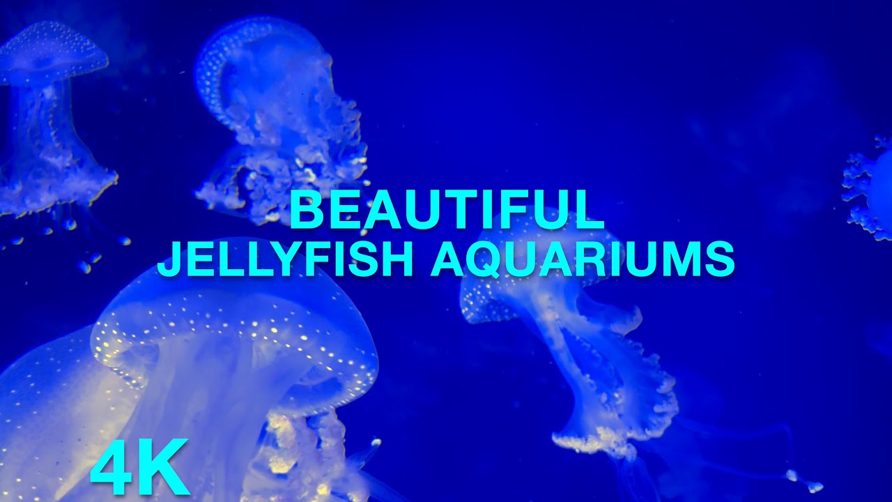 Jellyfish Aquariums 6 Hours Relaxation Film Meditation Music