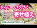 【多肉植物】【寄せ植え】DAISO❣️ダイソーの300円バケツに寄せ植え💐