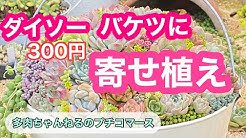 多肉ちゃんねるのプチコマース Youtube