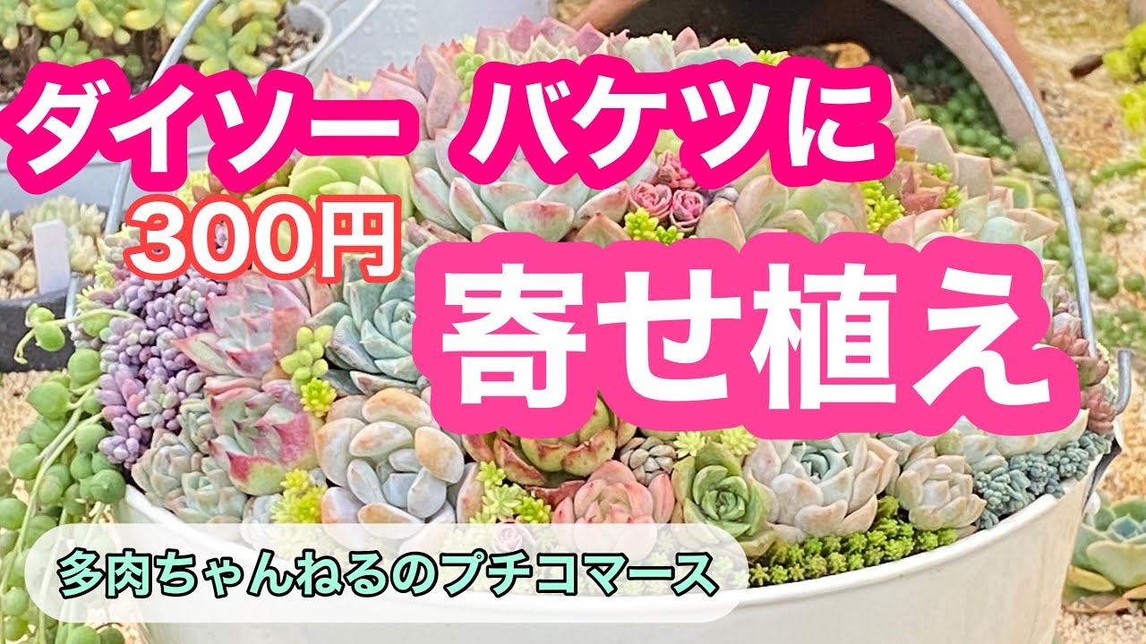 多肉植物 寄せ植え Daiso ダイソーの300円バケツに寄せ植え Youtube