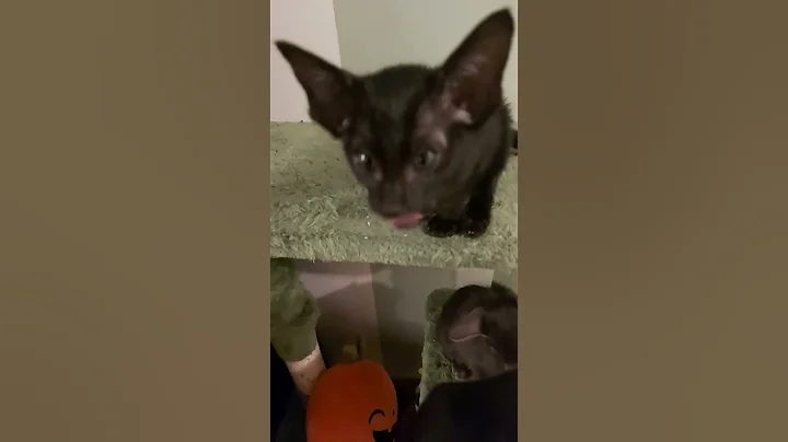 Watch the video about #scarlettdepp #orientalkittens #josie #galina #emerald #dior #leonardo FUNNY ORIENTAL KITTENS