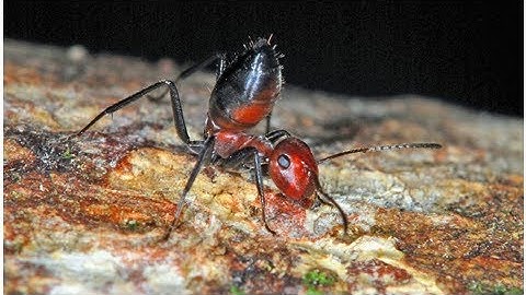 Meet the ‘exploding ant,’ which sacrifices itself for its colony