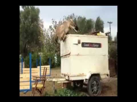 greekdogscenter dog training kangal