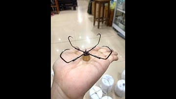 Lưỡi câu tứ dáng Mác chì đồng săn hàng loại thép Nga tốt.