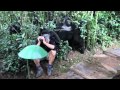 Touched by a wild mountain gorilla no music