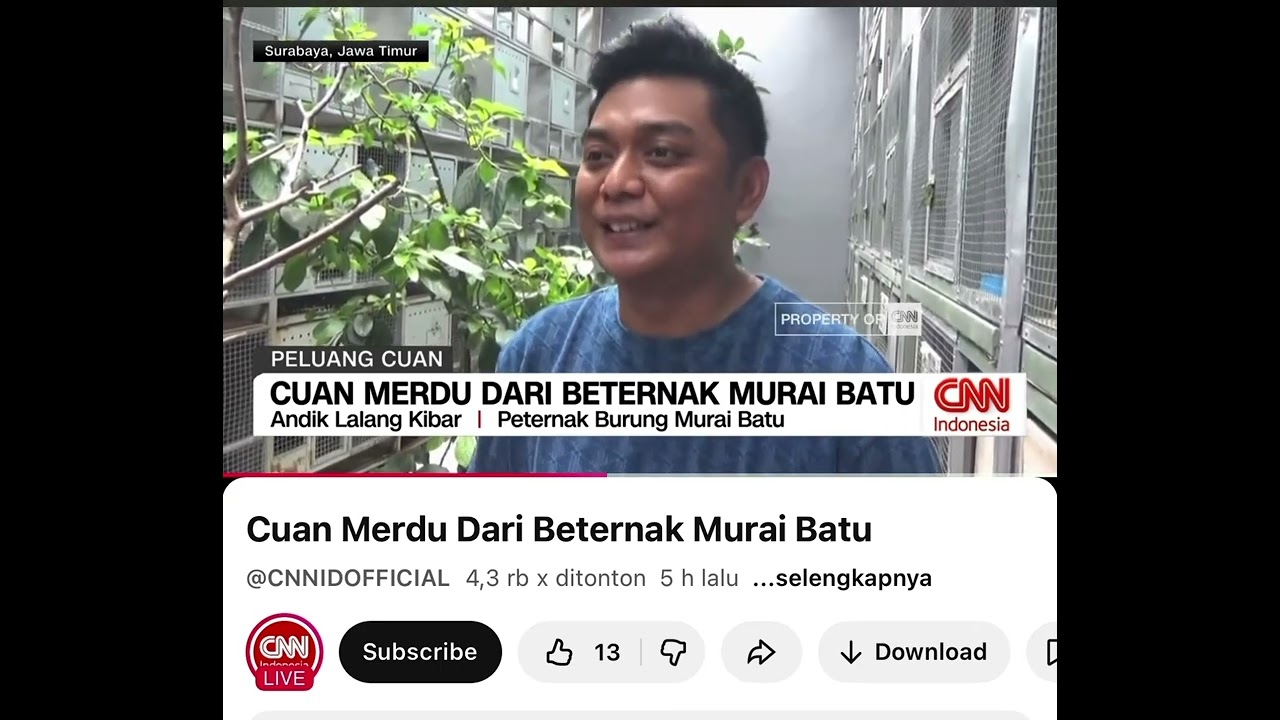 LIPUTAN TV TENTANG BURUNG MURAI BATU 