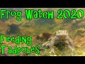 Feeding Tadpoles | Frogs, Toads and Newts in a Wildlife Pond - Frog Watch 2020