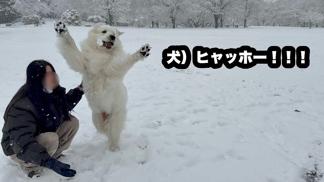 A super-sized dog gets excited about the snow and destroys two
