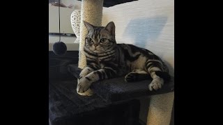 Американская короткошерстная /American Shorthair kitten Породы кошек Американская короткошерстная /American Shorthair kitten Породы кошек