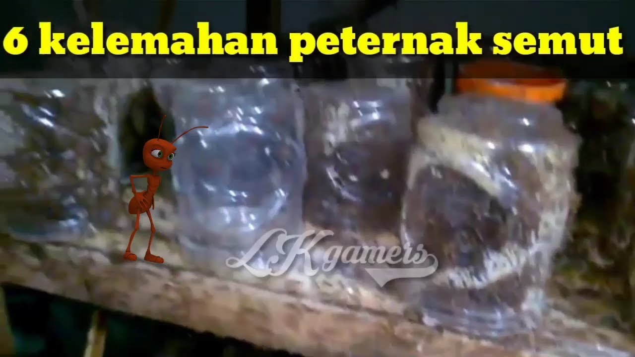 Budidaya Kroto Ramadhan 6 Kelemahan Peternak Semut Kroto Super
