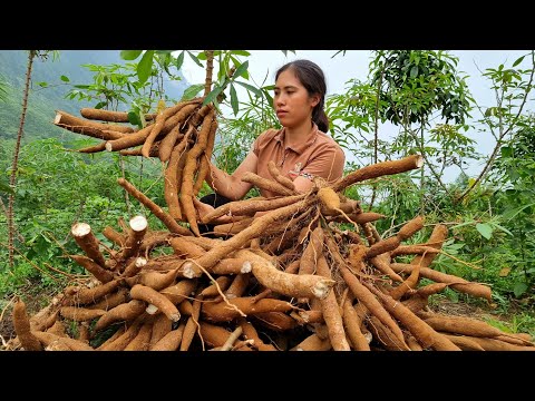 Harvesting Cassava, Process into Food goes to the market sell - Animal care | Tran Thi Huong