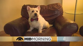 Why Are Dogs So Friendly To Their Owners?