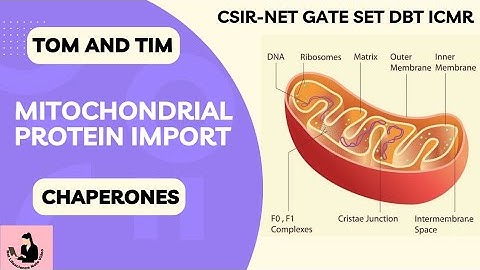 Protein Import Into The Mitochondria | Chaperones 📚  | CSIR-NET | JRF | LS | GATE