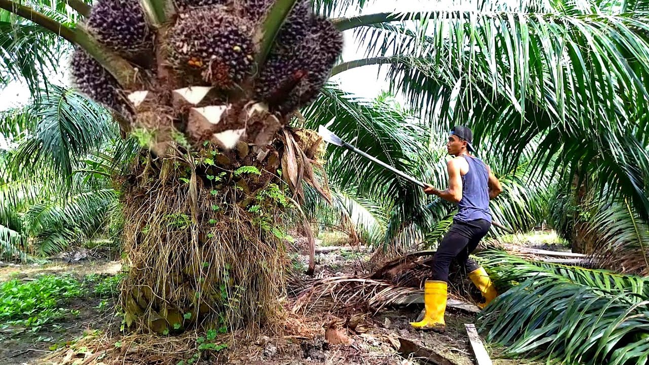 Hajar terus‼️kebun ini tidak di ragukan lagi buah nya super besar padat|panen sawit yangambi