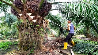 Hajar terus‼kebun ini tidak di ragukan lagi buah nya super besar padat|panen sawit yangambi