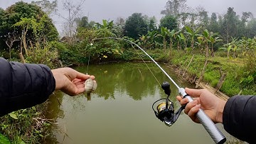 Cách Câu Lure Cá Rô Phi Bằng Thẻo Bọ - Cực Kỳ Hiệu Quả