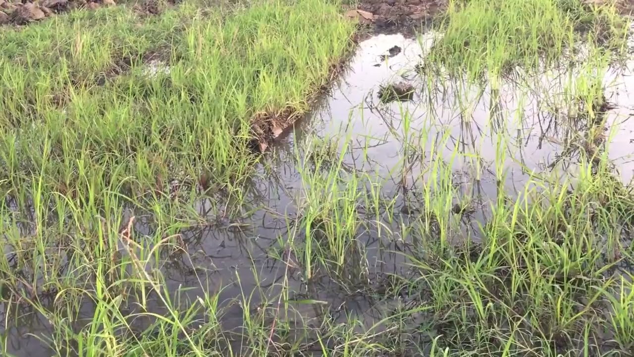 Net Fishing In pailin Province - Cambodia Traditional Fishing - Khmer Cast Net Fishing ( Part28)