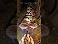 Mounted Camera on an Hedgehog hoglet Inside a Massive Underground Colony | Real POV Documentary