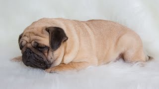 How Owning a Pug Can Enhance Your Home s Feng Shui