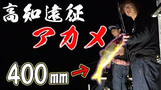5年ぶり!高知県で日本三大怪魚アカメを40センチのルアーで狙う!