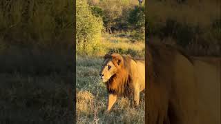 Wild Lions & Cute Baby Goats 😱 Nature’s Most Unexpected Moments