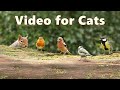 Videos for Cats and Dogs to Watch - Morning Birds and Squirrels