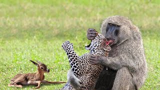 OMG!!! Hero Monkey Fights Hard with Leopards to Rescue Baby Impala by Wild Animals 99,043 views 1 year ago 12 minutes, 37 seconds