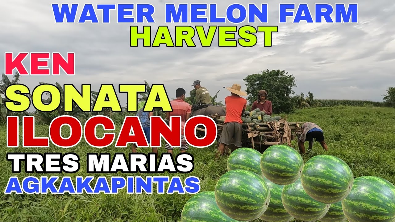 Water melon Farm/Harvest/KEN SONATA ILOCANO TRES MARIAS AGKAKAPINTAS