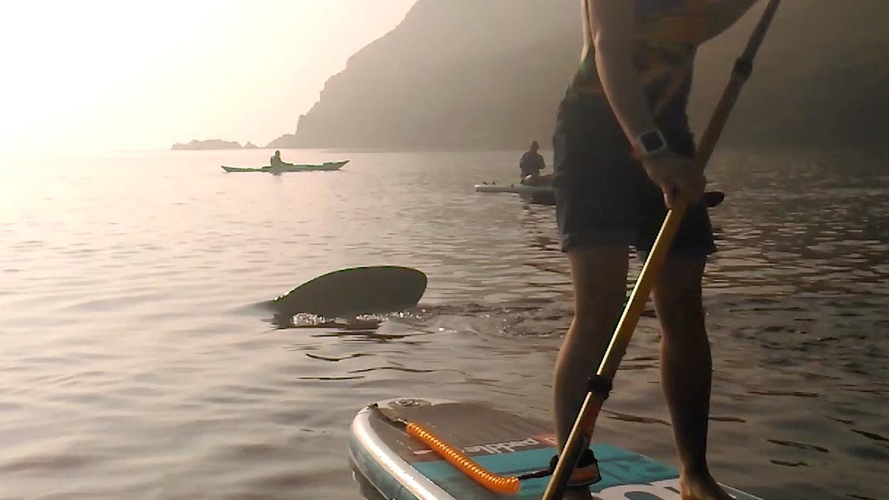Kayaker's Boat Gets Rocked By Giant Basking Shark