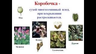 Плоды.AVI Плоды.AVI