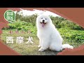 西摩犬｜微笑天使性格友善戇直 第一隻抵南極的狗種 #動物蘋台 #動物百科─果籽 香港 Apple Daily─原刊日期：20210408