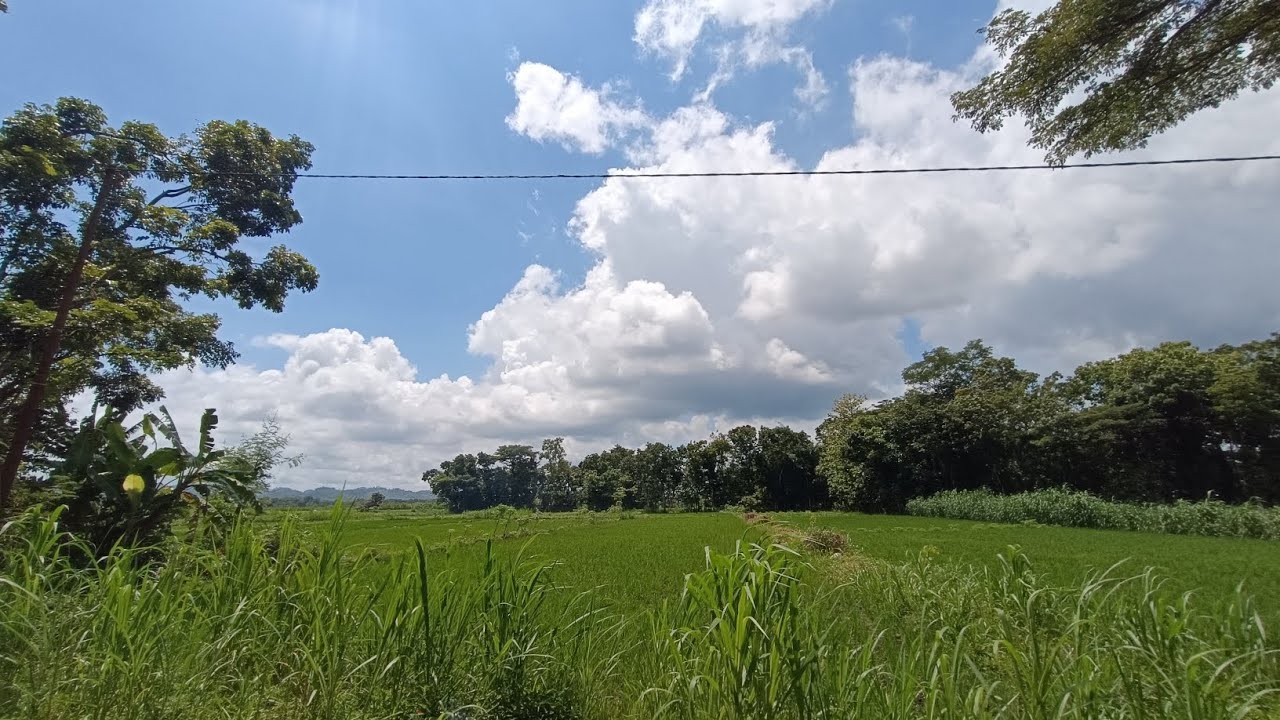 TURUN HARGA 200 JT NEGO‼️ Dijual tanah pekarangan di kelilingi view persawahan ,