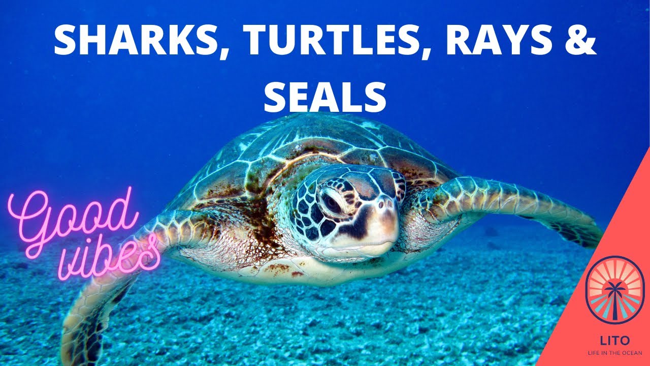 SHARKS,TURTLES,RAYS & SEALS