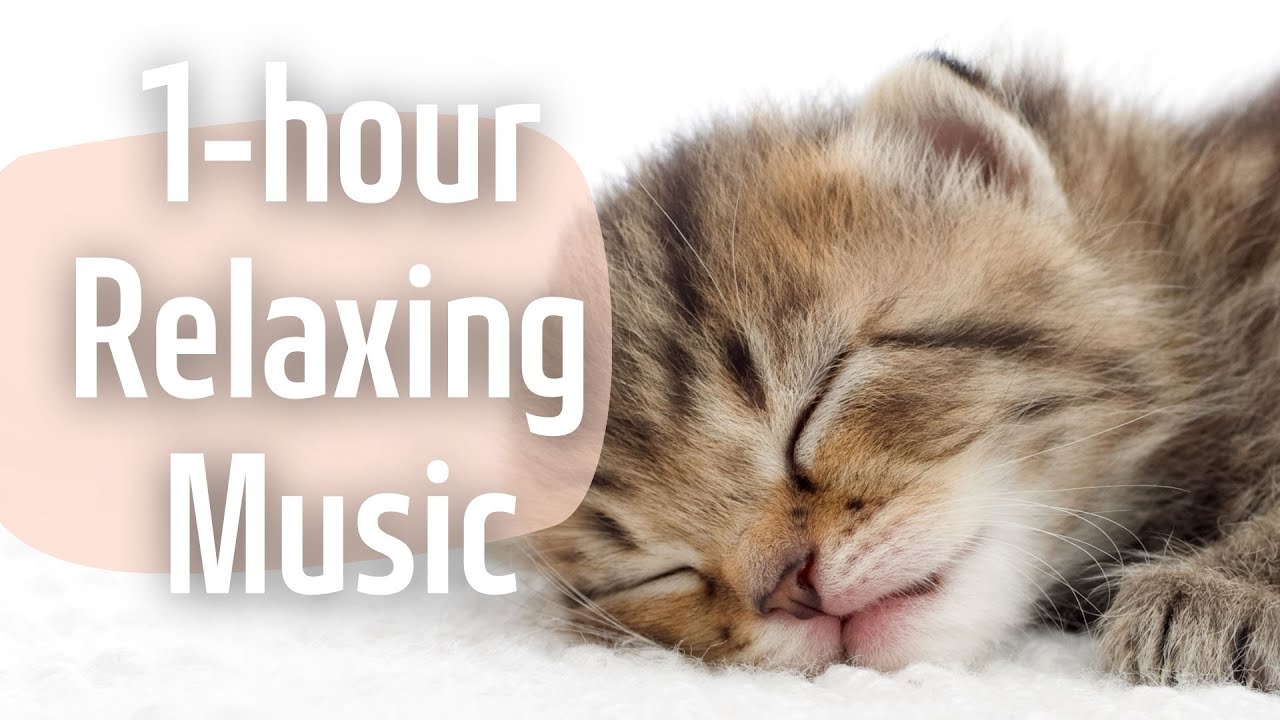 [No Ads] 1-hour Relaxing Music for Cats | Stress Relief for Anxious ... - Music Relief For Anxious Cats