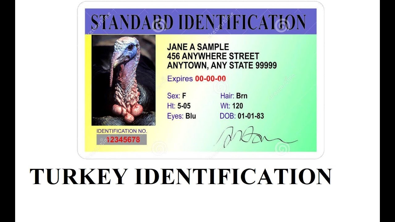 2023 Turkey Hunting - Turkey Identification